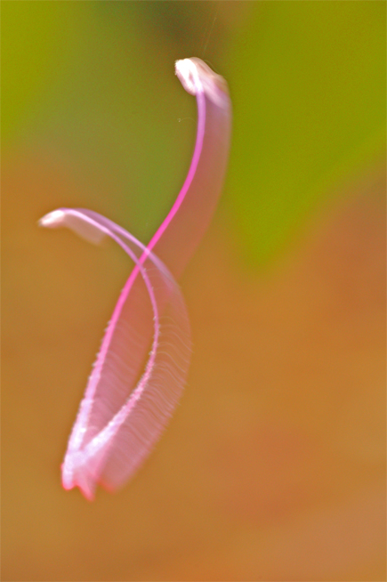 Dancer