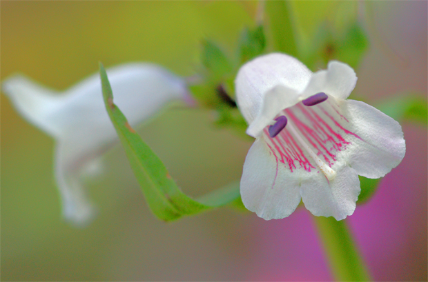 Fairy Flower