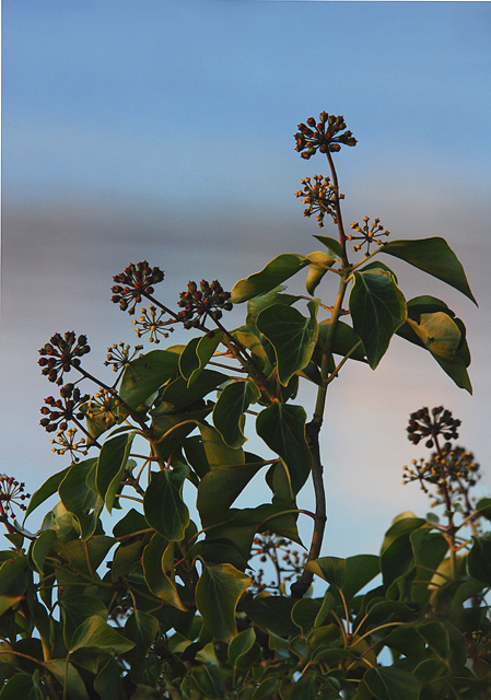 Seaside Bloom