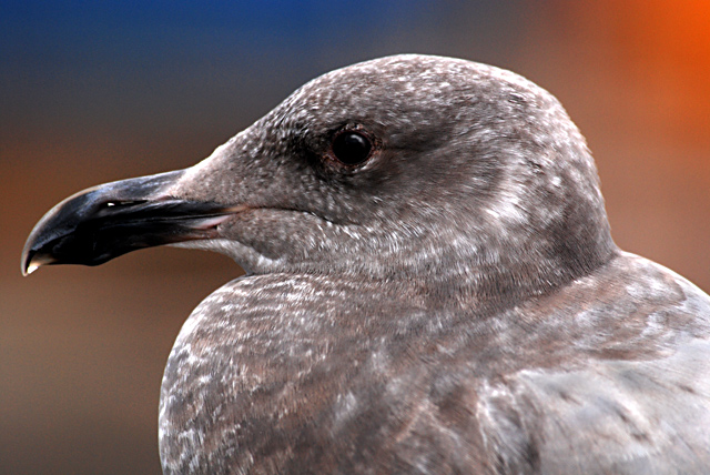 Island Gull