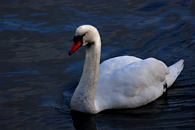 Swan