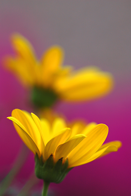 Two Daisies