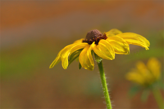 Fall Flower.