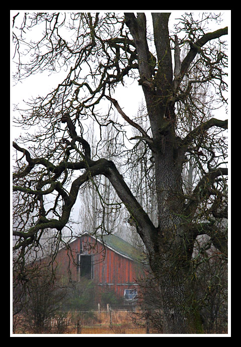 Tree and barn