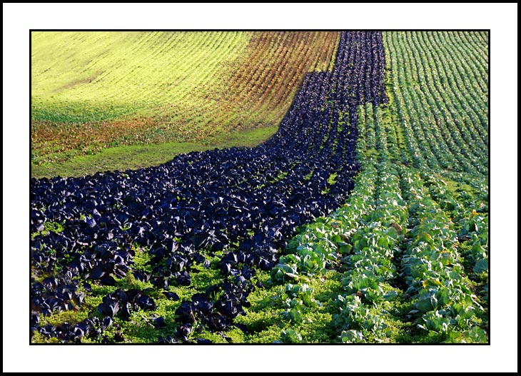 Cabbage Field