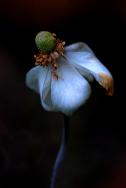 Going-to-Seed.jpg