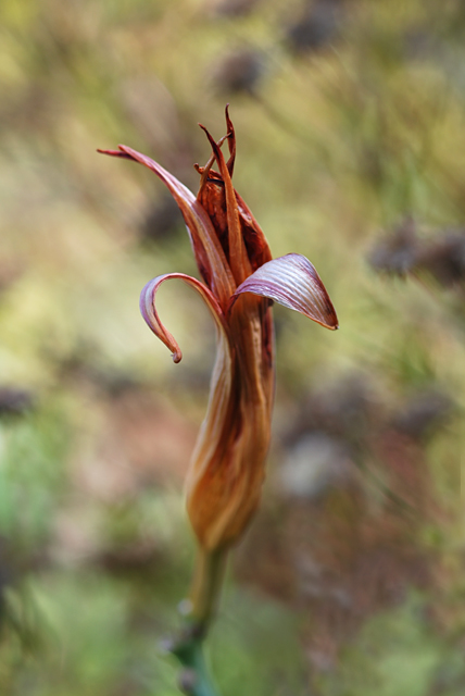 Flower in the Wind