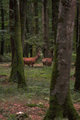 Deer.jpg