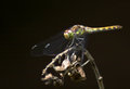 Dragonfly.jpg