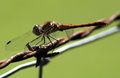 DragonflyWings.jpg