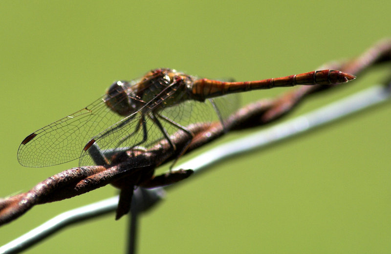 DragonflyWings.jpg