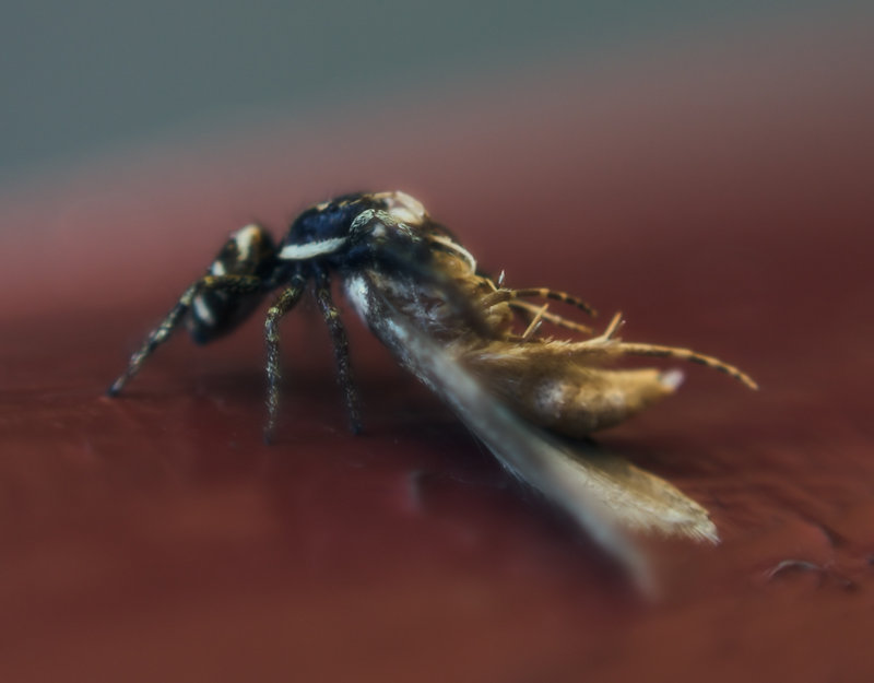 Spider vs Moth