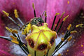 Pollen Pajamas