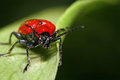 Lilly Beetle