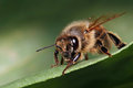 Bee on a Leaf