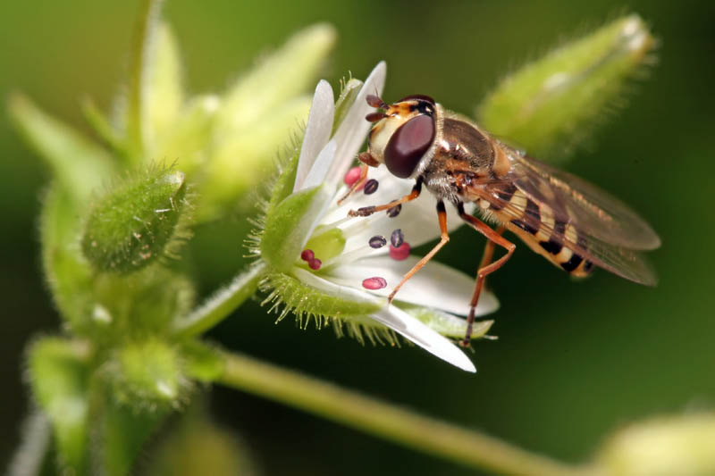 Hover Fly on a Flower
