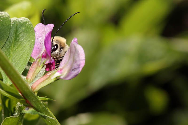 Bee Ka Boo
