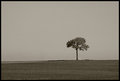 Black and WHite Day 15 - Tree Space