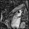 B&W Day 19 - roughfish.dead
