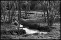 Day 28 B&W Challenge