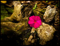 Lensbaby Flower