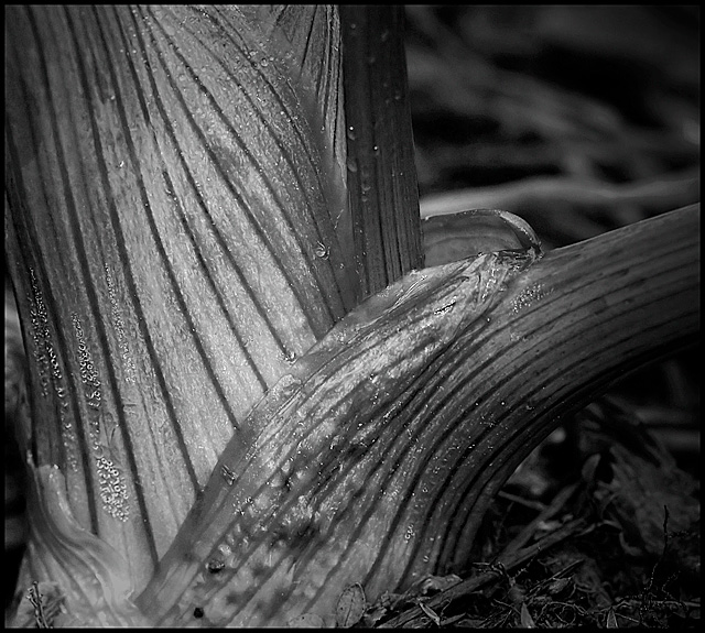 Day 2 - B&W Challenge