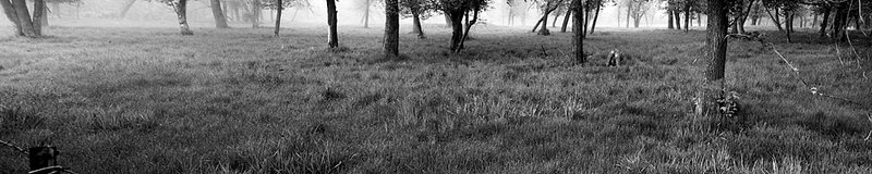 Forrest_Pano_