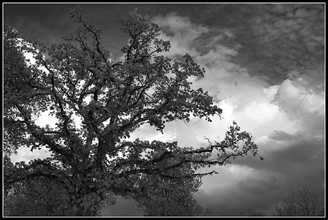 Black and White Day 11 -  Oak and Sky