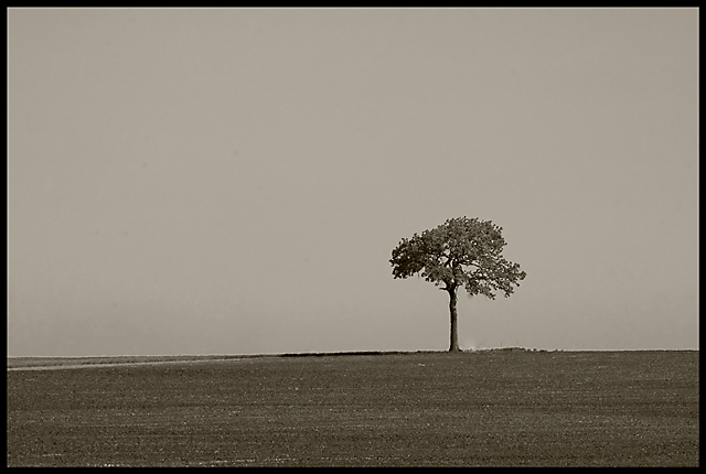 Black and WHite Day 15 - Tree Space