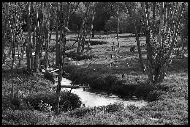Day 28 B&W Challenge
