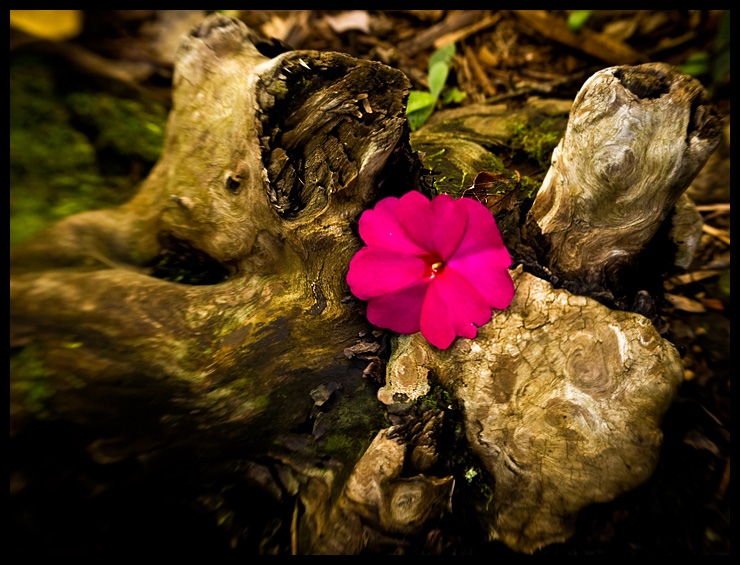 Lensbaby Flower