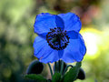 Blue Flower