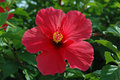 Hibiscus