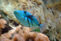 Parrot Fish