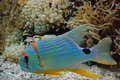 Neon Fish