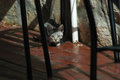Hidding Cat