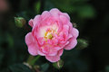 Pink Flower