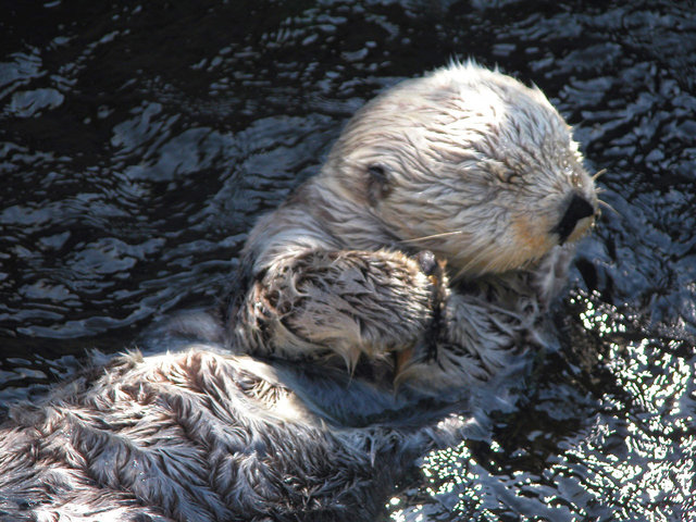 Seo Otter