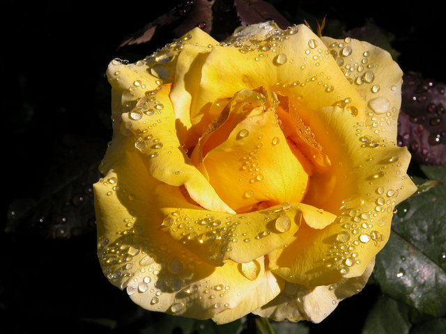 Yellow Rose
