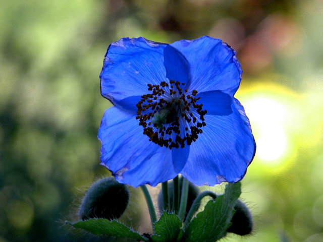 Blue Flower