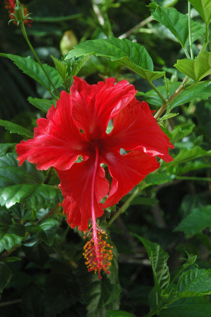 Hibiscus