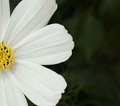 flower3.jpg
