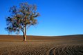 Tree.jpg