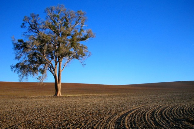 Tree.jpg
