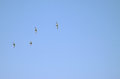 zen swallows