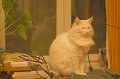 DSC_0001-(2)-pet-1.1.jpg
