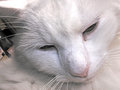 Wild animal condescension