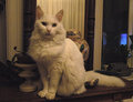 simon