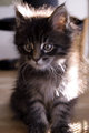 New kitten