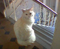 staircat.jpg
